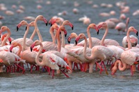 10 Gründe für Ferrara, Comacchio & Po-Delta