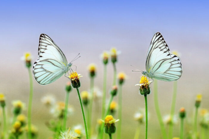 Ein unvergleichliches Erlebnis – der beginnende Frühling im Breisgau.