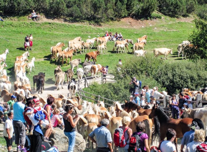 Vieheintrieb: Am Rittner Horn wird der Barthlmastag gefeiert Vieheintrieb: Am Rittner Horn wird der Barthlmastag gefeiert