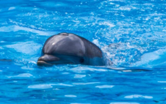 Endloses Leiden? Wie TUI weiterhin von Tierquälerei profitiert