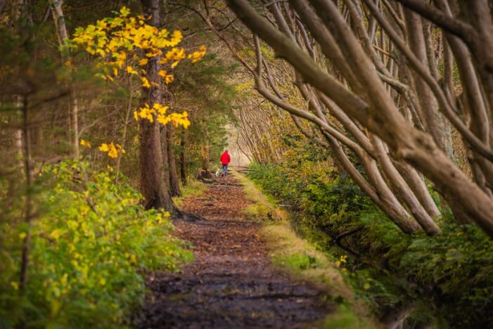 Kunterbunter Spätsommer: Texels Natur verzaubert mit schönster Farbpracht