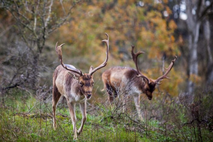 Wildnis trifft Küste: Wenn im Herbst Zandvoorts Damhirsche röhren