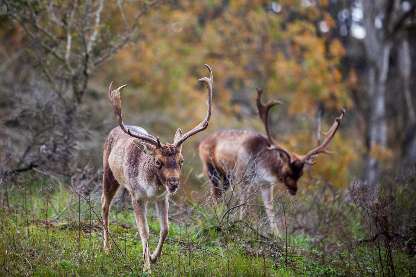Wildnis trifft Küste: Wenn im Herbst Zandvoorts Damhirsche röhren Wildnis trifft Küste: Wenn im Herbst Zandvoorts Damhirsche röhren