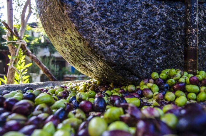 Die ikonische Olivenernte in Türkiye: Ein saisonales Fest, das man nicht verpasst sollte
