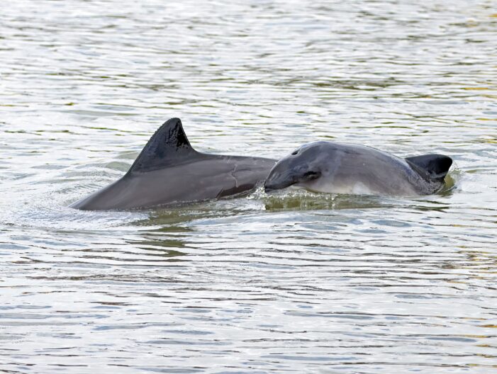 Wale vor der Haustür! 10 Tage Naturerlebnis bei den Schweinswal-Tagen ab 24. April in Wilhelmshaven