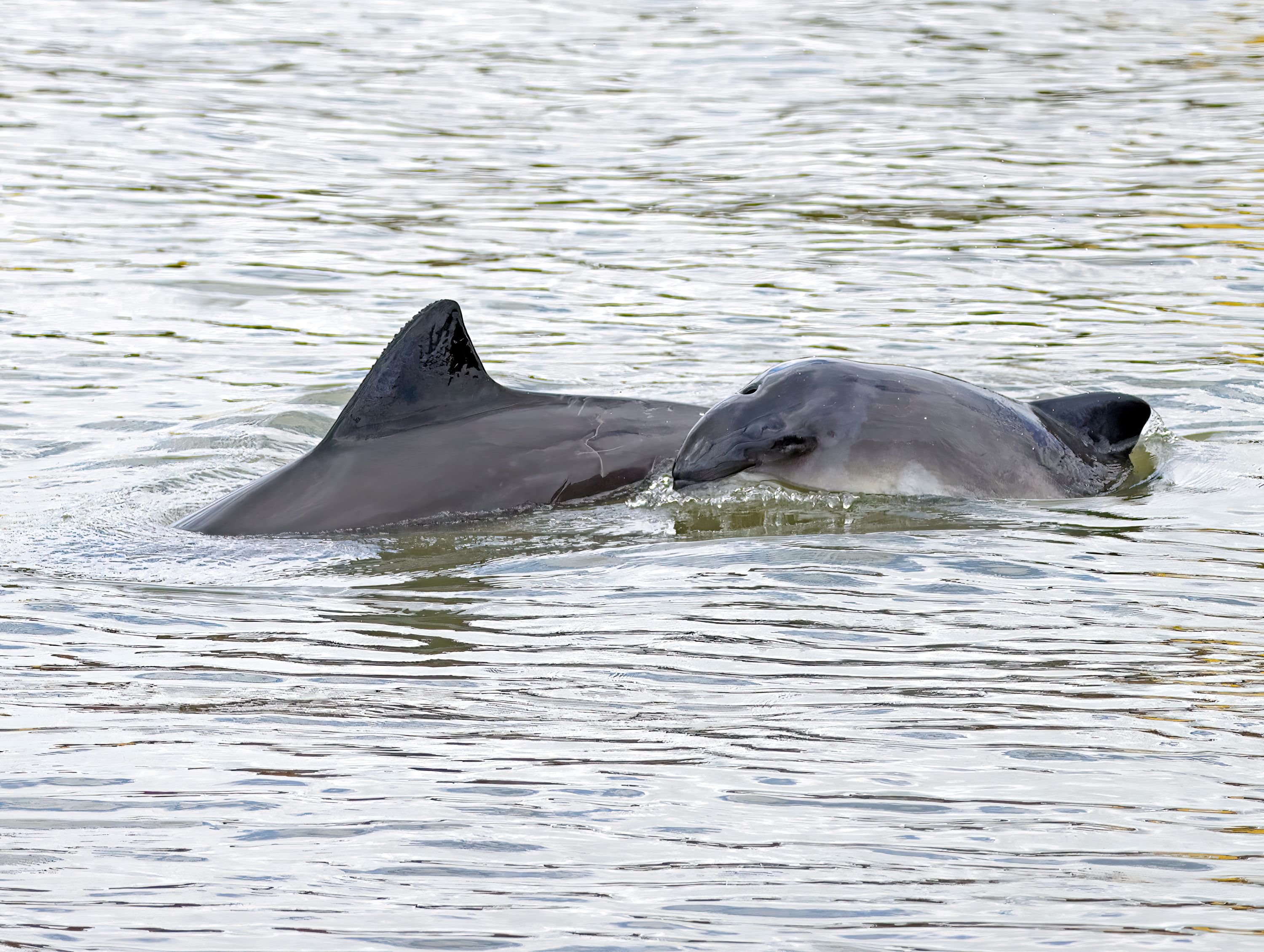 Wale vor der Haustür! 10 Tage Naturerlebnis bei den Schweinswal-Tagen ab 24. April in Wilhelmshaven