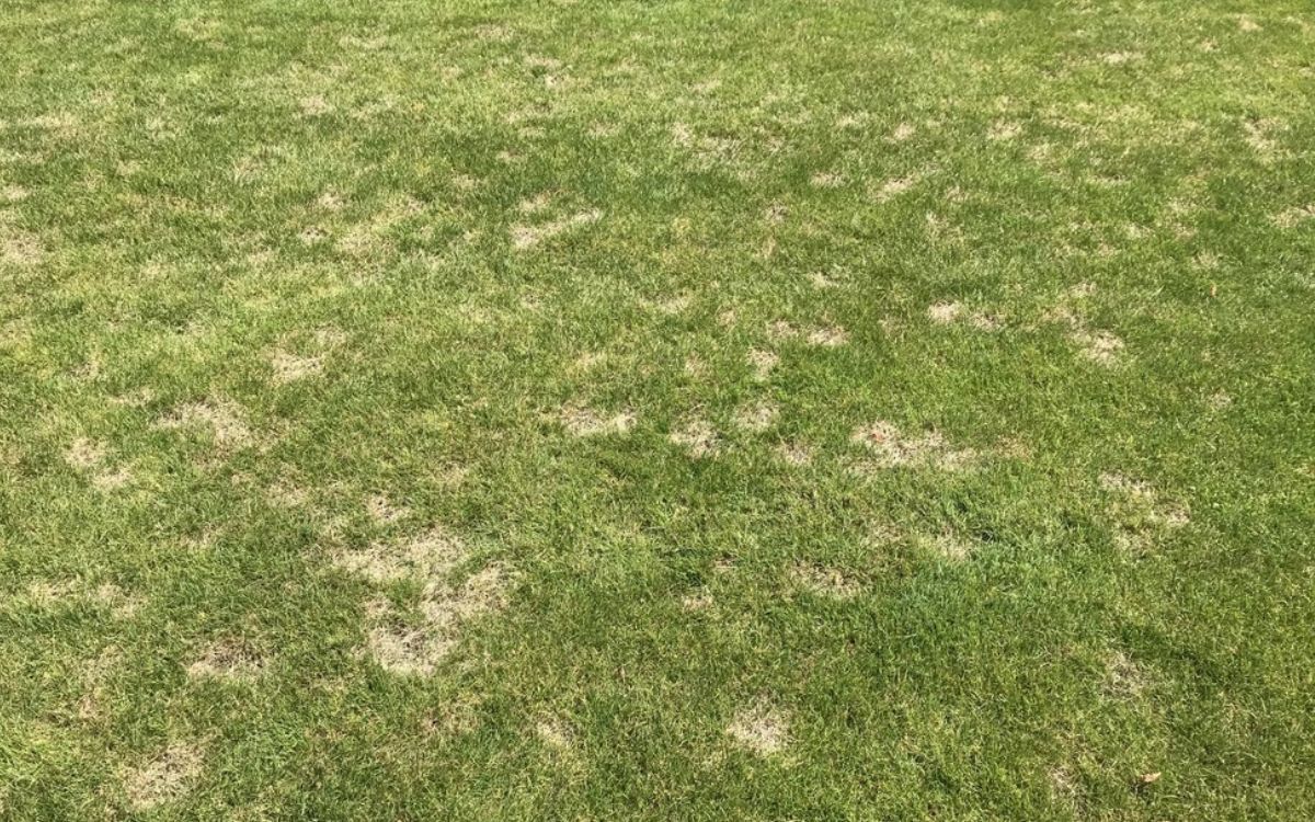 Trockenstress erhöht das Risiko für Rasenkrankheiten auf dem Sportplatz Trockenstress erhöht das Risiko für Rasenkrankheiten auf dem Sportplatz